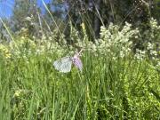 The butterfly seems to be very trusting.