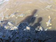 Der See beherbergt eine große und hungrige Karpfenpopulation.<br/><br/>The lake is home to a large and hungry carp population.