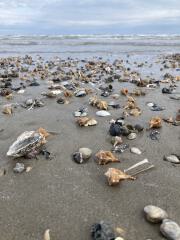 Das stürmische Wetter hat viele Muscheln und Schnecken an den Strand gespült.<br/><br/>The stormy weather has washed many shells and snails onto the beach.