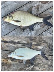 Ältere and größere Brasse oben, jüngere und kleinere Brasse unten.<br/><br/>Older and larger bream at the top, younger and smaller bream at the bottom.