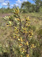 Gagelstrauch (Myrica gale) duftet herrlich.