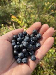 Blaubeeren sammeln.