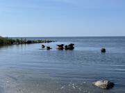 Seehunde beobachten in Eckelsudde auf Öland.