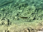 Lake trout can be easily observed from the terrace of the lakeside restaurant.