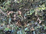 Eine Schlange überwindet einen steilen Fels über ein davor stehendes Bäumchen.