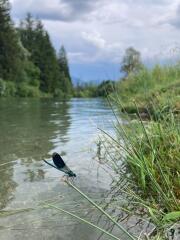 A dragonfly in the foreground.