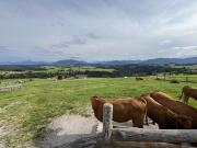 Einkehr in der Schönegger Käse-Alm entlang des Weges.